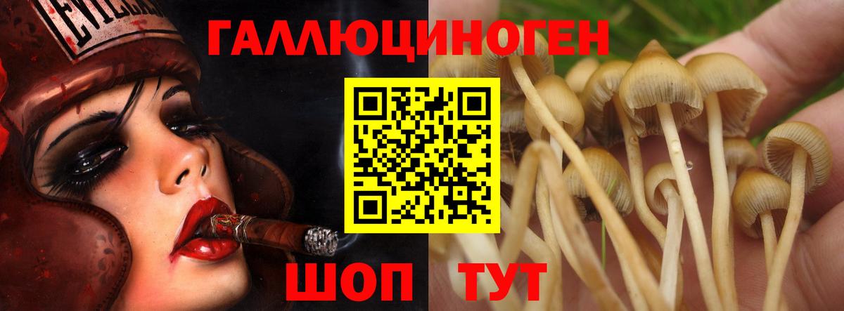 Галлюциногенные грибы Psilocybine cubensis Мурино